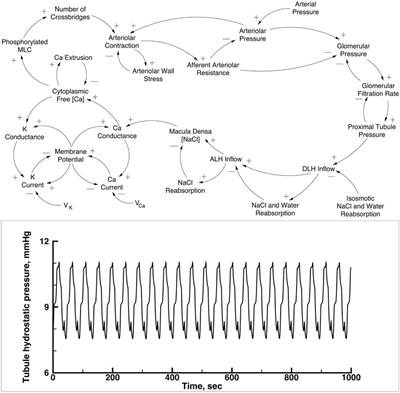 Interacting information streams on the nephron arterial network